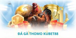Đá Gà Thomo Kubet88